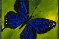 137_2013-11_m61 farfalla nerazzurra 5x5_C