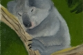 214_2013-12_m135 koala 5x5