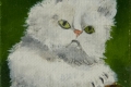 215_2013-12_m136 gattino bianco 5x5